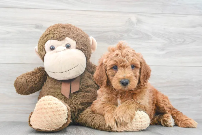 Male Mini Goldendoodle puppy for sale at Pinogy Store.