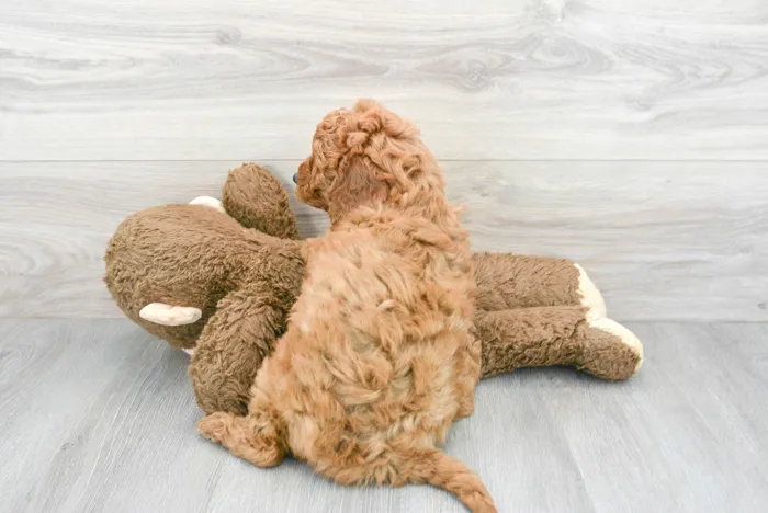 Male Mini Goldendoodle puppy for sale at Pinogy Store.
