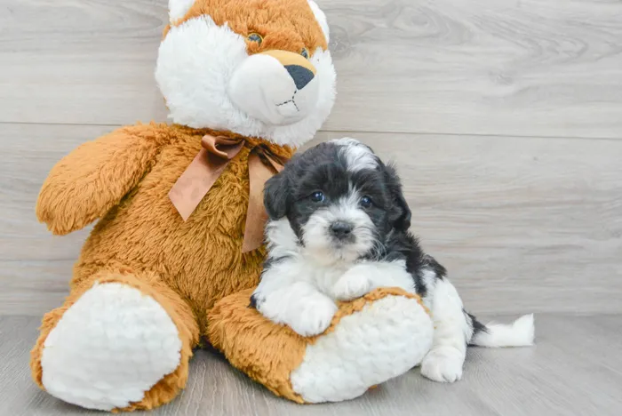 Female Teddy Bear puppy for sale at Pinogy Store.