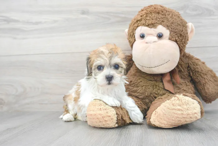 Female Hava-Chon puppy for sale at Pinogy Store.