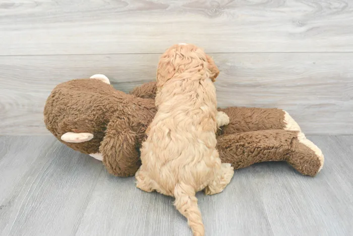 Female Cavapoo puppy for sale at Pinogy Store.