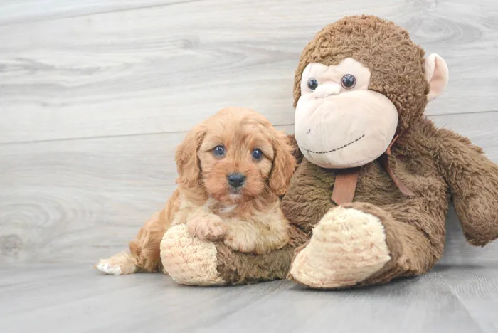 Female Cavapoo puppy for sale at Pinogy Store.