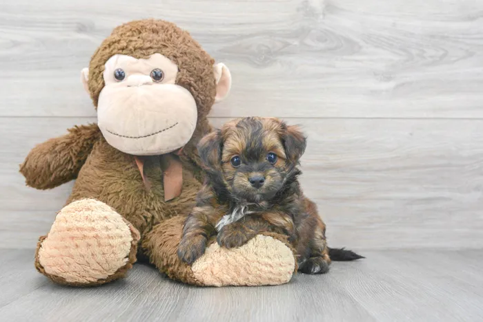 Male Havapoo puppy for sale at Pinogy Store.