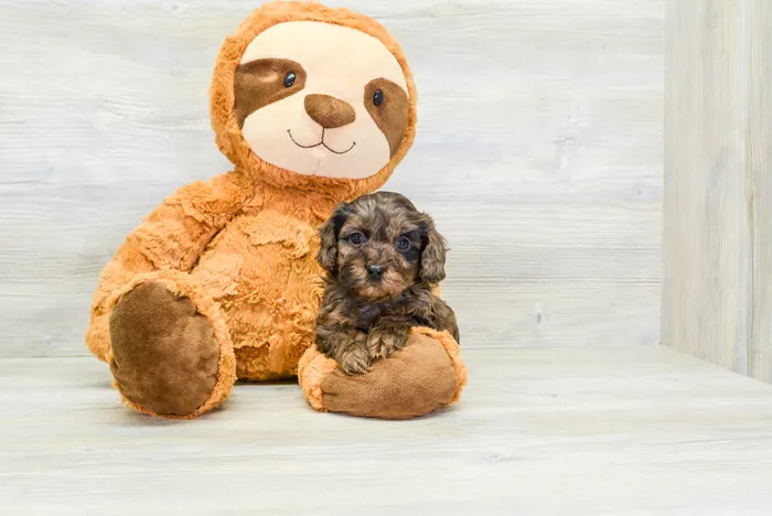 Female Cavapoo puppy for sale at Pinogy Store.