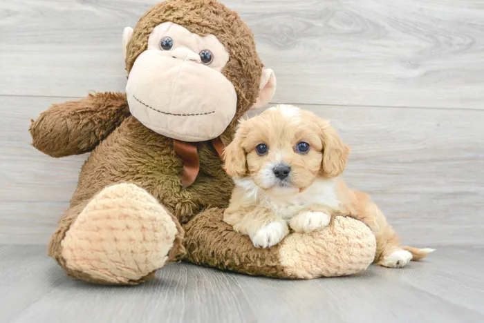 Male Cavapoo puppy for sale at Pinogy Store.
