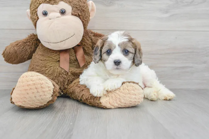 Female Cavapoo puppy for sale at Pinogy Store.