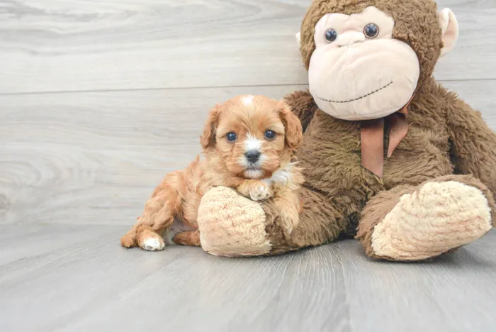 Male Cavapoo puppy for sale at Pinogy Store.