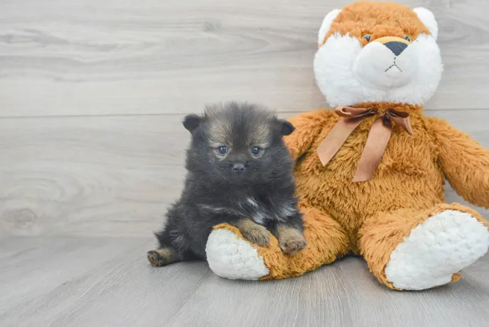 Female Pomeranian puppy for sale at Pinogy Store.