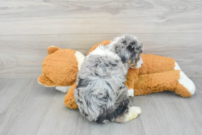 Male Mini Aussiedoodle puppy for sale at Pinogy Store.
