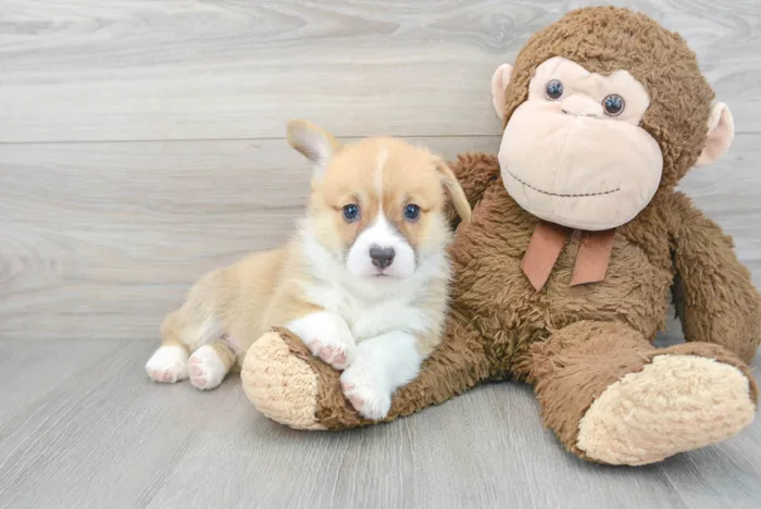 Female Pembroke Welsh Corgi puppy for sale at Pinogy Store.