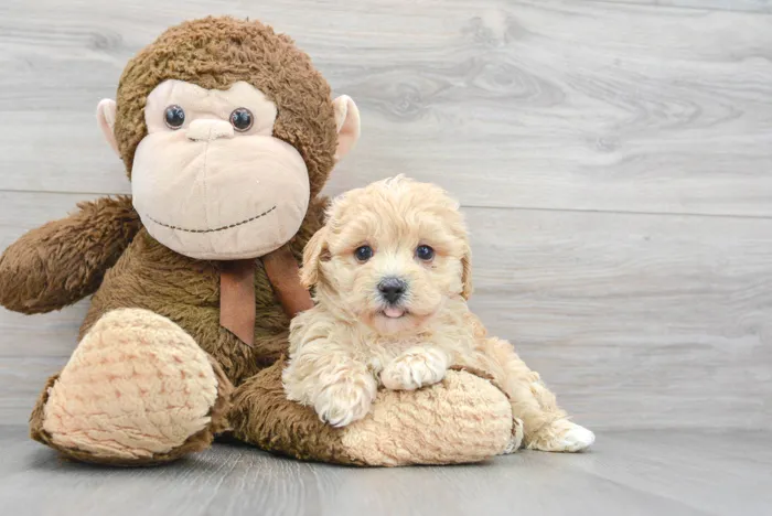 Male Maltipoo puppy for sale at Pinogy Store.