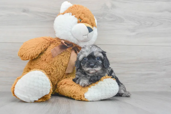 Female Cavapoo puppy for sale at Pinogy Store.