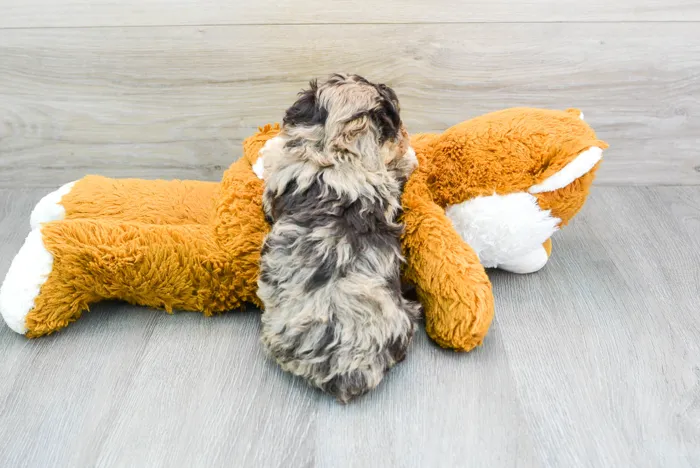 Male Havapoo puppy for sale at Pinogy Store.