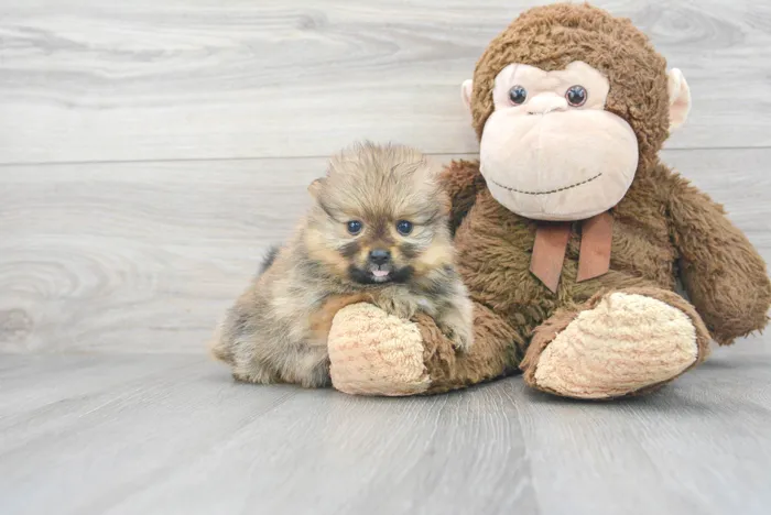 Female Pomeranian puppy for sale at Pinogy Store.