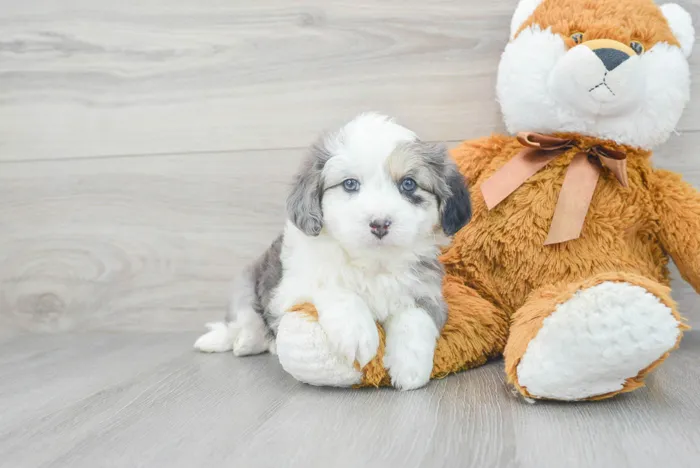 Male Hybrid puppy for sale at Pinogy Store.