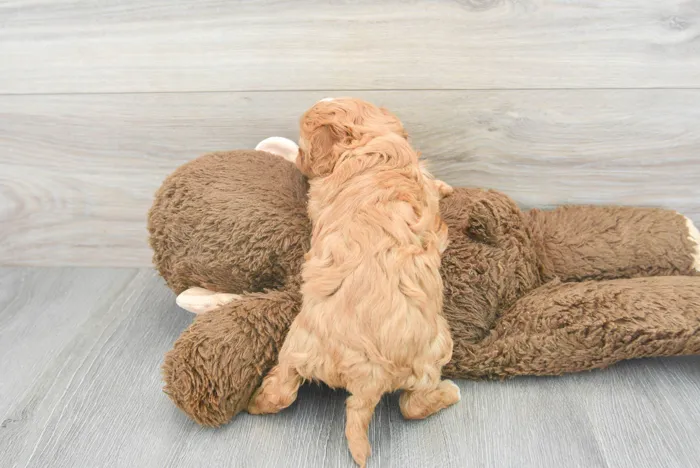 Male Cavapoo puppy for sale at Pinogy Store.