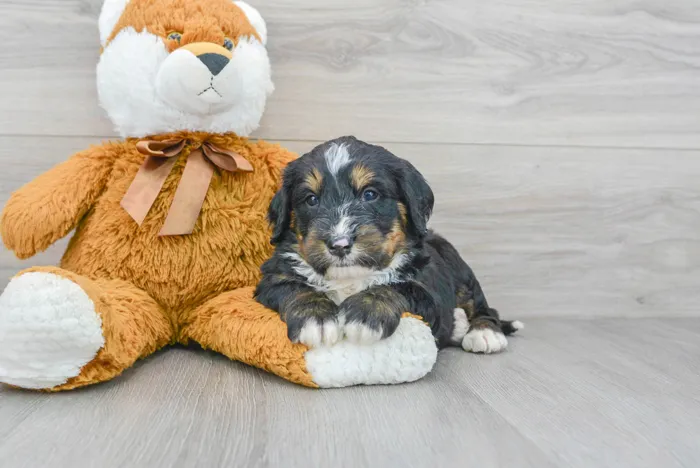 Male Mini Bernedoodle puppy for sale at Pinogy Store.