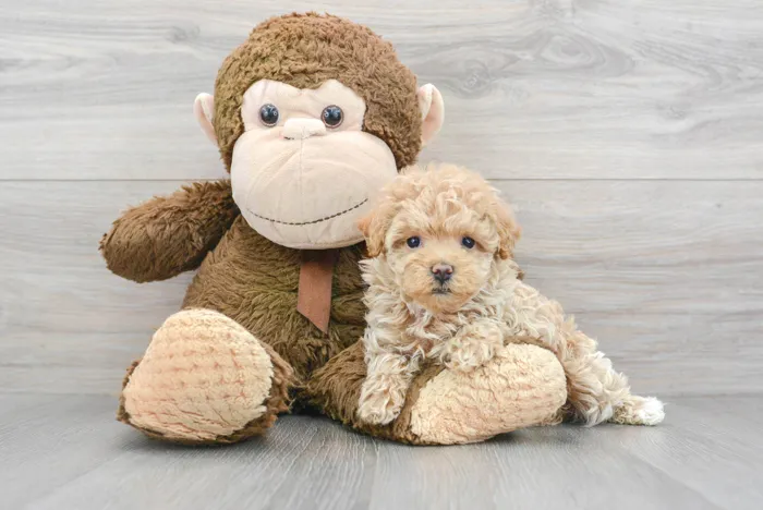 Female Maltipoo puppy for sale at Pinogy Store.