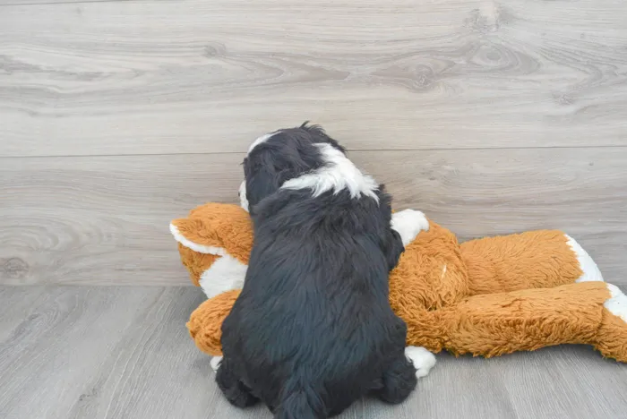 Male Mini Bernedoodle puppy for sale at Pinogy Store.