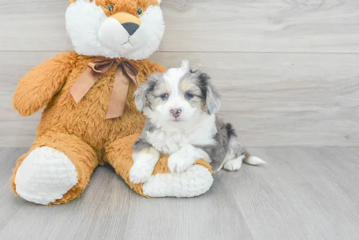 Male Hybrid puppy for sale at Pinogy Store.