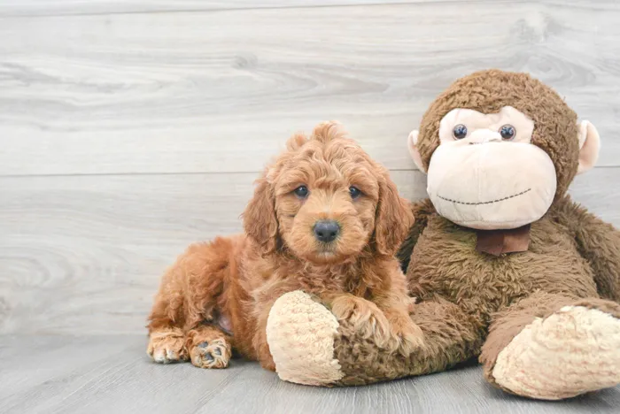 Male Mini Goldendoodle puppy for sale at Pinogy Store.