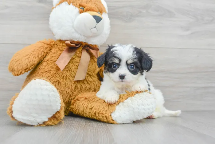 Female Cavachon puppy for sale at Pinogy Store.