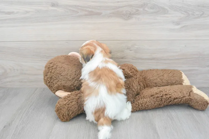 Female Teddy Bear puppy for sale at Pinogy Store.