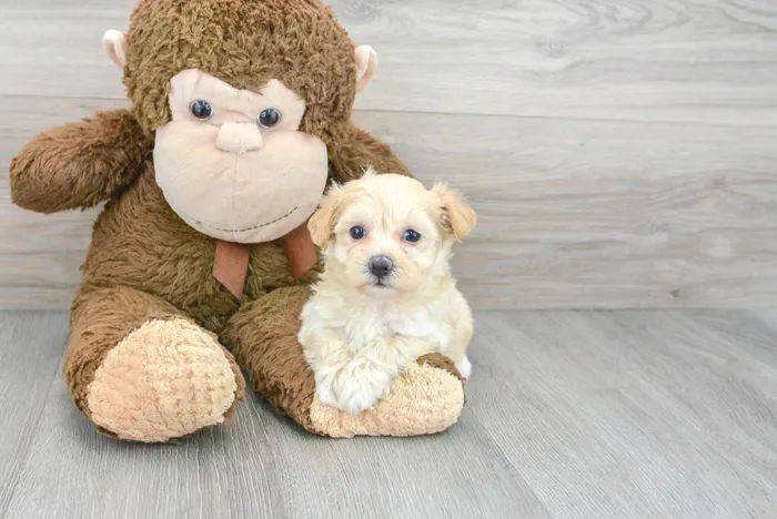 Female Maltipoo puppy for sale at Pinogy Store.