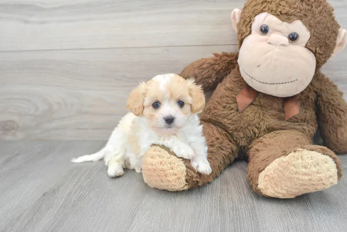 Female Cavachon puppy for sale at Pinogy Store.