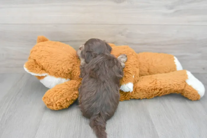 Male Havanese puppy for sale at Pinogy Store.