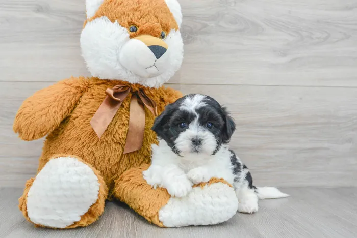 Male Teddy Bear puppy for sale at Pinogy Store.