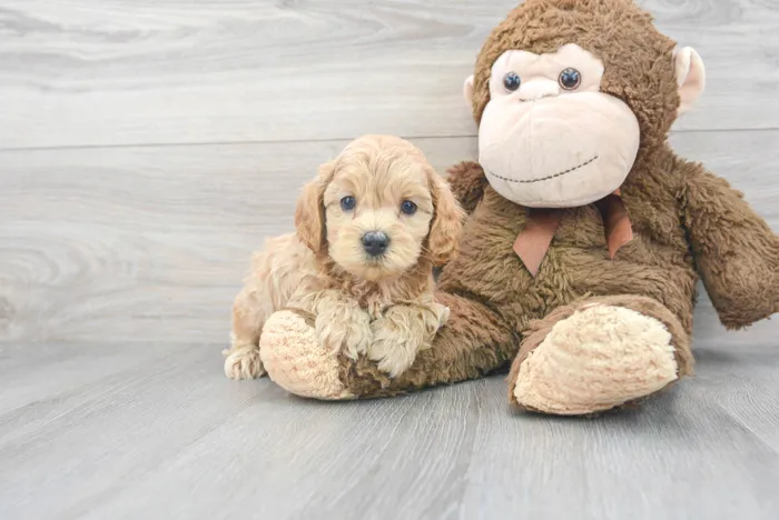Male Maltipoo puppy for sale at Pinogy Store.