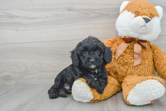 Male Cavapoo puppy for sale at Pinogy Store.
