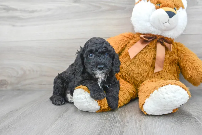 Male Cockapoo puppy for sale at Pinogy Store.