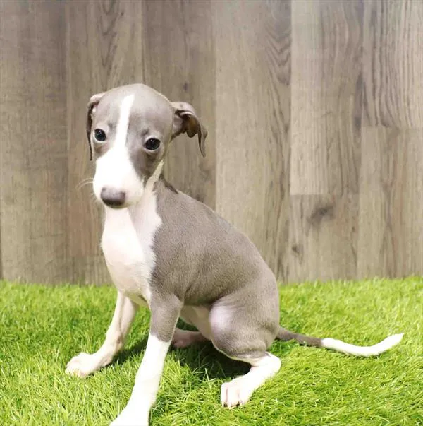 Female Italian Greyhound puppy named Jeanette for sale at Pinogy Store.