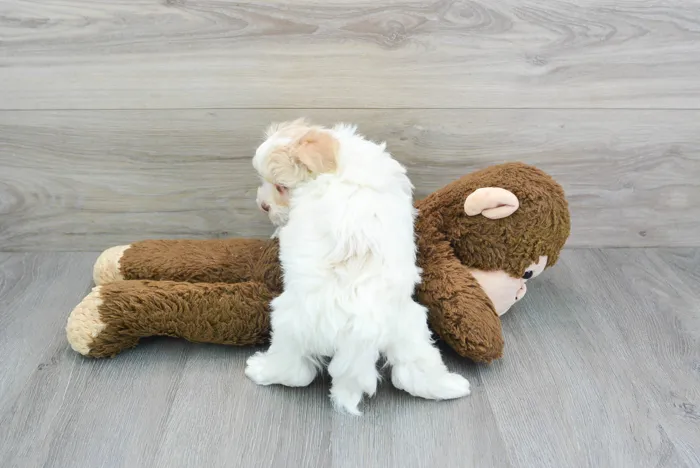 Male Havanese puppy for sale at Pinogy Store.