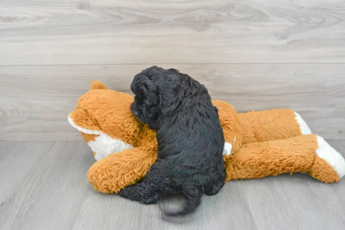 Male Cavapoo puppy for sale at Pinogy Store.