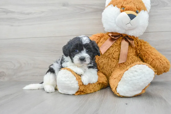 Female Teddy Bear puppy for sale at Pinogy Store.