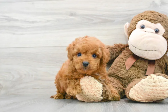 Male Cavapoo puppy for sale at Pinogy Store.