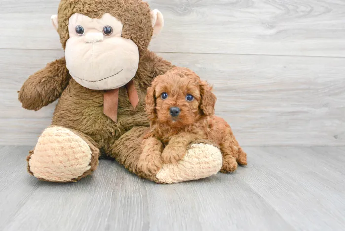 Male Cavapoo puppy for sale at Pinogy Store.