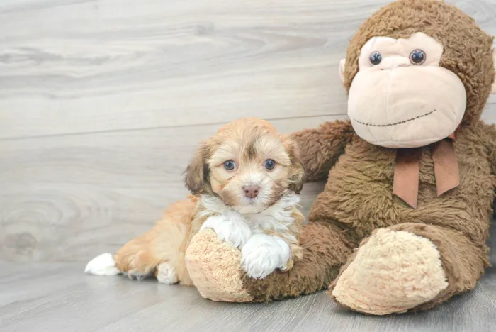 Male Havanese puppy for sale at Pinogy Store.