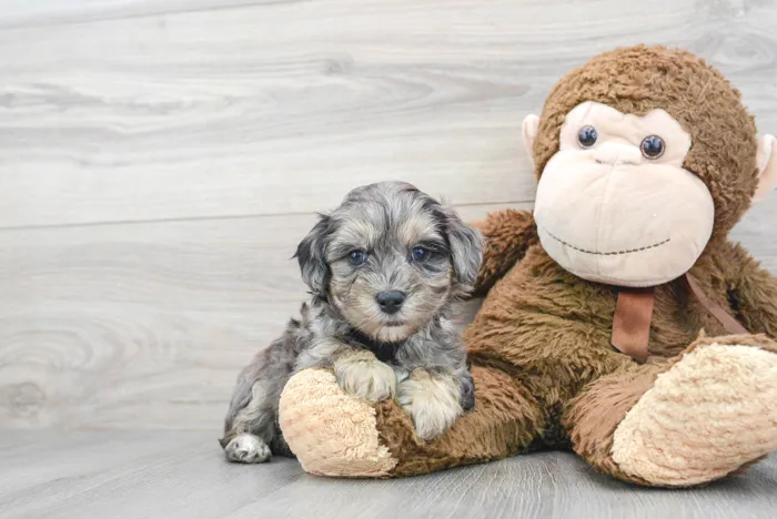 Male Maltipoo puppy named Franklin for sale at Pinogy Store.