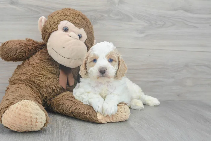 Male Cavapoo puppy for sale at Pinogy Store.