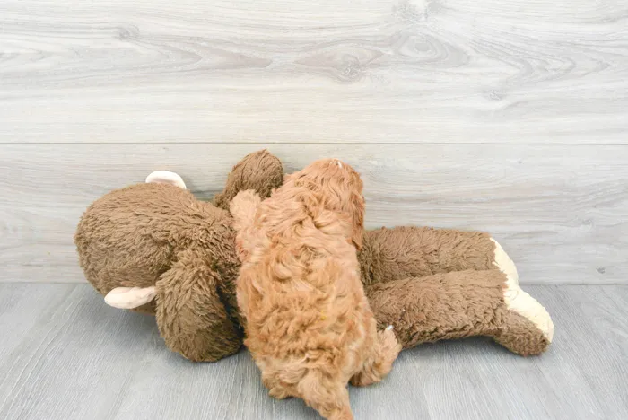 Male Cavapoo puppy for sale at Pinogy Store.