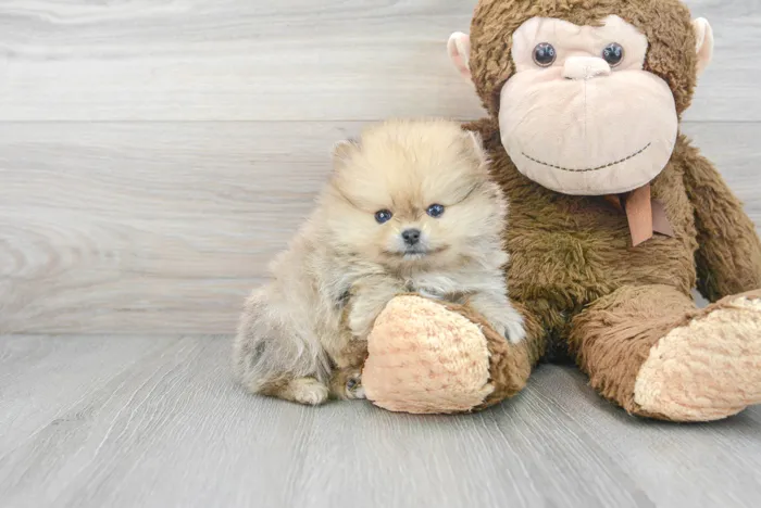 Female Pomeranian puppy for sale at Pinogy Store.