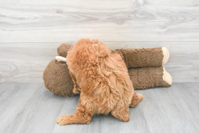 Male Mini Goldendoodle puppy for sale at Pinogy Store.