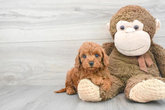 Female Mini Goldendoodle puppy for sale at Pinogy Store.