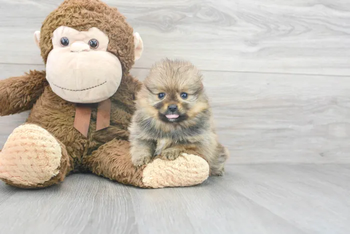Female Pomeranian puppy for sale at Pinogy Store.