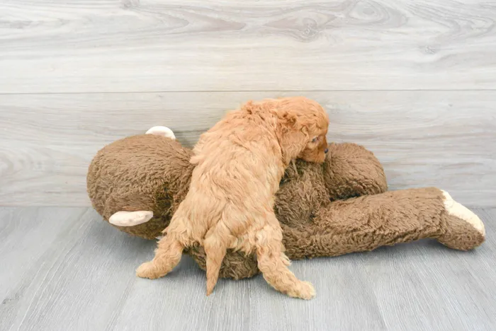 Female Cavapoo puppy for sale at Pinogy Store.