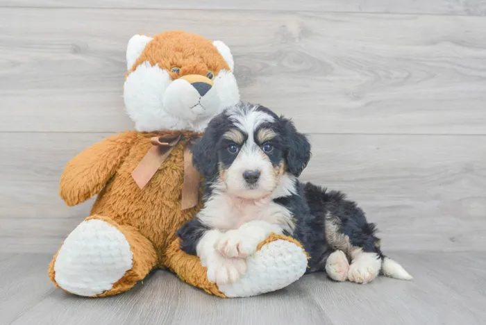 Female Mini Bernedoodle puppy for sale at Pinogy Store.